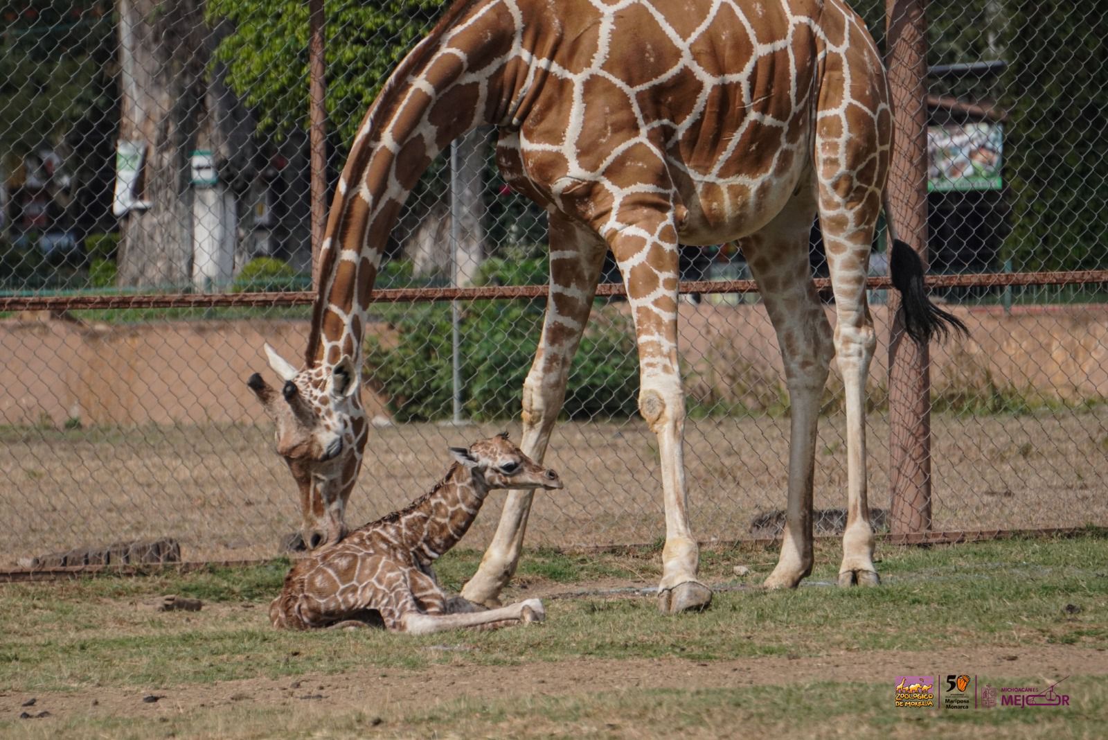 ¡Nuevo habitante en la manada! Nace jirafa reticulada en el Zoológico de Morelia