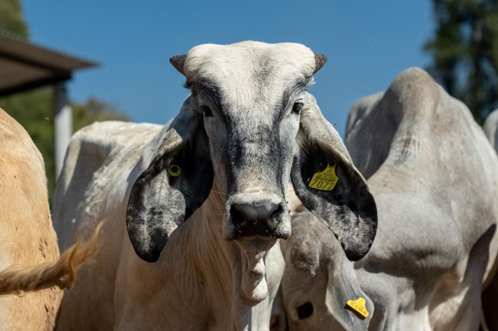 En vigilancia permanente los 10 casos detectados de gusano barrenador: Sader