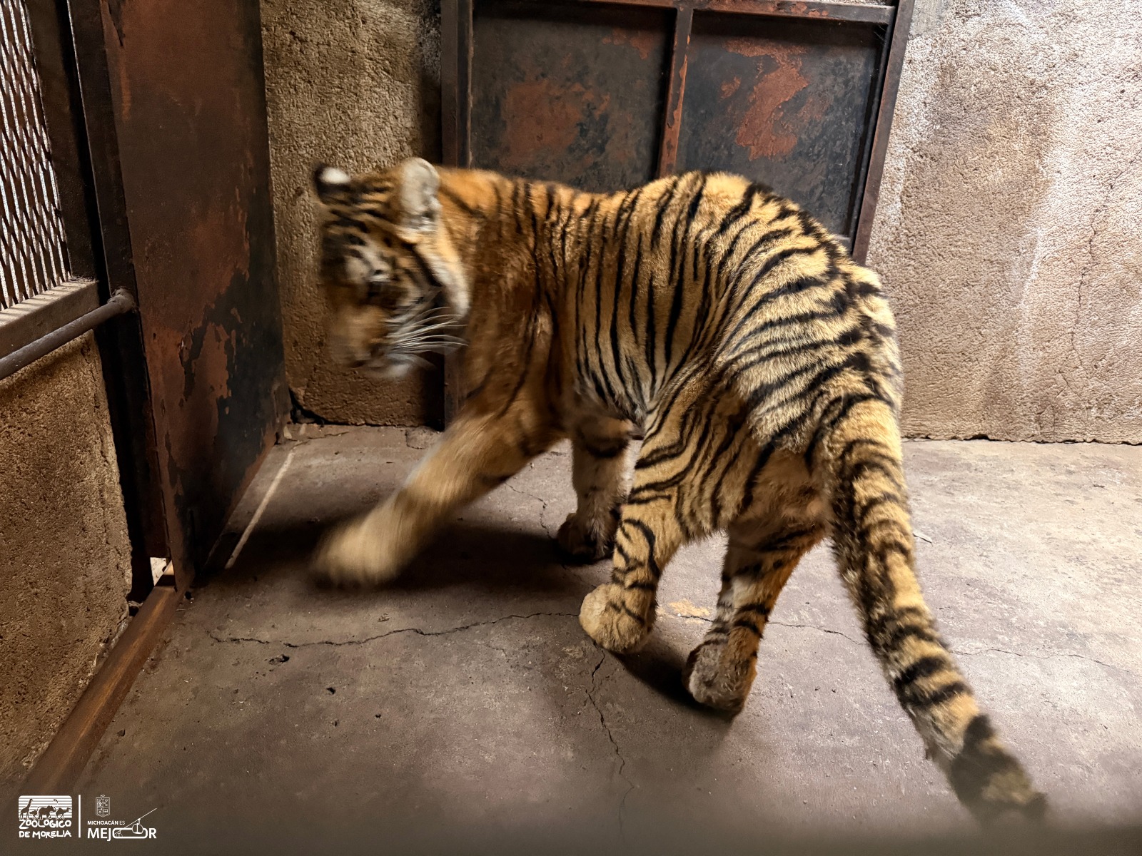 Zoológico de Morelia resguarda a felinos rescatados en Jiquilpan
